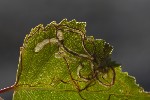 5du27518 - Agromyza alnibetulae