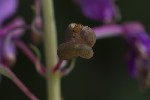 5du27543 - Tenthredo sp.