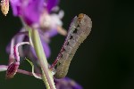 5du27573 - Tenthredo sp.