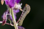 5du27583 - Tenthredo sp.