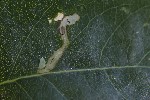 5du27680 - Chromatomyia isicae