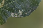5du27683 - Chromatomyia isicae