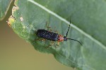 5du27724 - Cratosilis denticollis