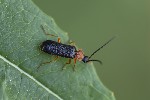 5du27739 - Cratosilis denticollis