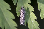 5du27838 - Zeiraphera griseana