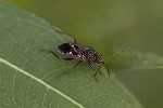 5du27906 - Rhyparochromus pini