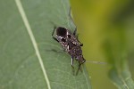 5du27918 - Rhyparochromus pini