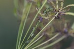 5du27930 - Macrosiphum gei