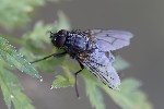 5du27986 - Helina sp.