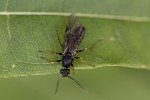 5du27999 - Formica sp.