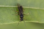 5du28003 - Formica sp.