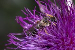 5du28066 - Halictus sexcinctus