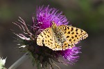 5du28101 - Issoria lathonia