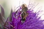 5du28149 - Halictus sexcinctus