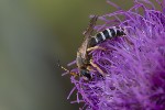 5du28164 - Halictus sexcinctus