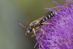 5du28167 - Halictus sexcinctus
