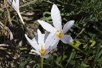 5du28178 - Colchicum alpinum