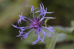 5du28181 - Centaurea montana