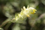 5du28185 - Rhinanthus alectorolophus
