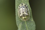 5du28195 - Cassida nebulosa