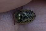 5du28216 - Cassida nebulosa