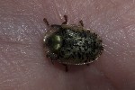 5du28222 - Cassida nebulosa