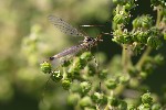 5du28332 - Nephrotoma cornicina