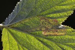 5du28370 - Agromyza filipendulae