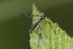 5du28398 - Ptychoptera paludosa