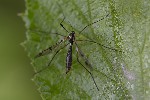 5du28415 - Ptychoptera paludosa
