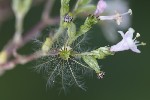 5du28428 - Valeriana officinalis