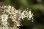 5du28458 - Filipendula ulmaria
