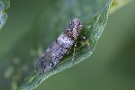 5du28482 - Cixius sp.