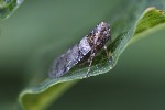 5du28484 - Cixius sp.