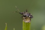 5du28619 - Closterotomus biclavatus