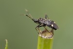 5du28633 - Closterotomus biclavatus