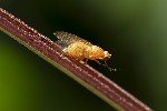 5du28660 - Lyciella illota