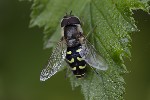 5du28674 - Scaeva selenitica