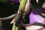 5du28742 - Closterotomus biclavatus