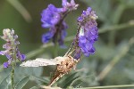 5du28770 - Autographa jota
