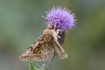 5du28800 - Autographa jota