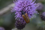 5du28822 - Stictoleptura hybrida