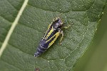 5du28826 - Evacanthus interruptus