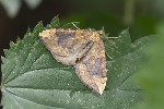 5du28885 - Eulithis populata