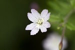 5du28938 - Epilobium montanum