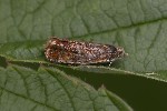 5du28976 - Epinotia sp.