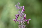 5du29002 - Stachys sylvatica