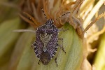5du29046 - Dolycoris baccarum
