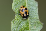 5du29065 - Ceratomegilla notata