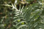 5du29069 - Athyrium filix-femina